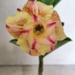 ENXERTO 12393 – 20cm (cor LM 918)