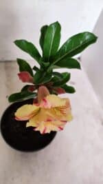 ENXERTO 12393 – 20cm (cor LM 918) - Imagem 4