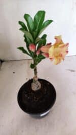 ENXERTO 12393 – 20cm (cor LM 918) - Imagem 6