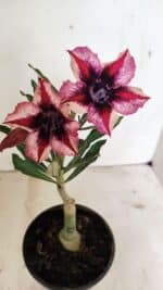 ENXERTO 12394 – 20cm (cor LM 424)