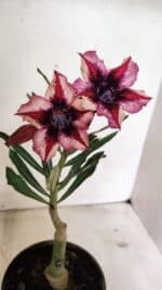 ENXERTO 12394 – 20cm (cor LM 424) - Imagem 5