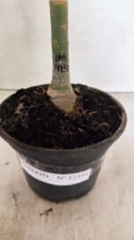 ENXERTO 12394 – 20cm (cor LM 424) - Imagem 6