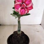 ENXERTO 12395 – 20cm (cor LM 491)