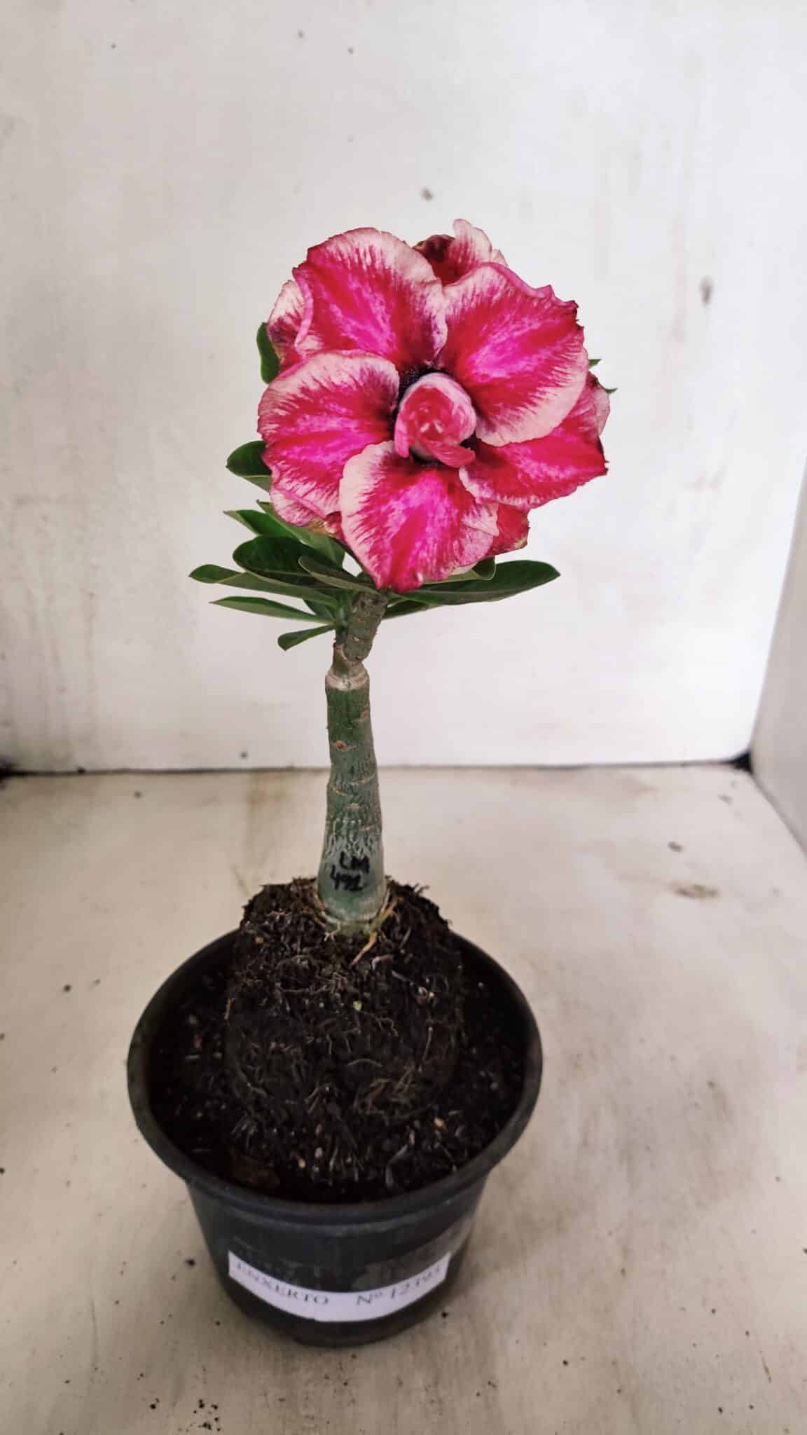 ENXERTO 12395 (1) ENXERTO 12395 – 20cm (cor LM 491) - Imagem 1