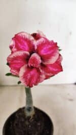 ENXERTO 12395 – 20cm (cor LM 491) - Imagem 3