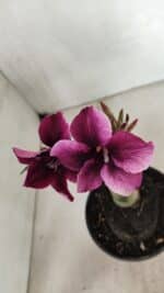 ENXERTO 12396 – 20cm (cor LM 499) - Imagem 4