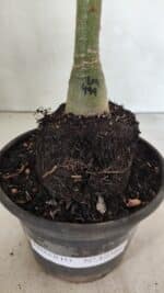 ENXERTO 12396 – 20cm (cor LM 499) - Imagem 6