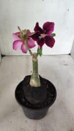 ENXERTO 12396 – 20cm (cor LM 499) - Imagem 5