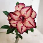 ENXERTO 12397 – 20cm (cor LM 914)