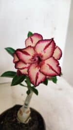 ENXERTO 12397 – 20cm (cor LM 914)