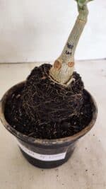 ENXERTO 12397 – 20cm (cor LM 914) - Imagem 6