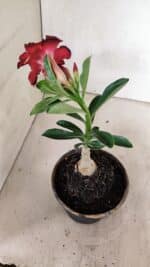 ENXERTO 12397 – 20cm (cor LM 914) - Imagem 4