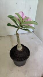 ENXERTO 12398 – 25cm (cor LM 08) - Imagem 5