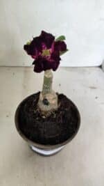 ENXERTO 12399 – 20cm (cor LM 916) - Imagem 2