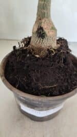 ENXERTO 12399 – 20cm (cor LM 916) - Imagem 7