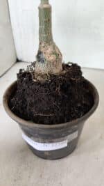 ENXERTO 12399 – 20cm (cor LM 916) - Imagem 6