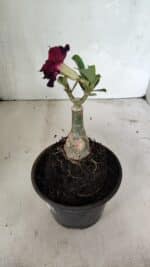 ENXERTO 12399 – 20cm (cor LM 916) - Imagem 5