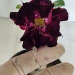 ENXERTO 12399 – 20cm (cor LM 916)