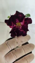 ENXERTO 12399 – 20cm (cor LM 916)