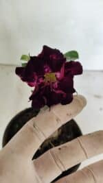 ENXERTO 12399 – 20cm (cor LM 916) - Imagem 3