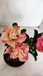 ENXERTO 12400 – 22cm (cor LM 582) - Imagem 4