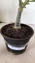 ENXERTO 12400 – 22cm (cor LM 582) - Imagem 9