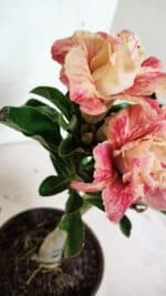 ENXERTO 12400 – 22cm (cor LM 582) - Imagem 6