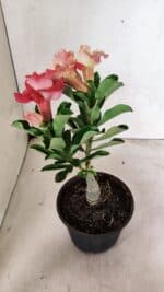 ENXERTO 12400 – 22cm (cor LM 582) - Imagem 7