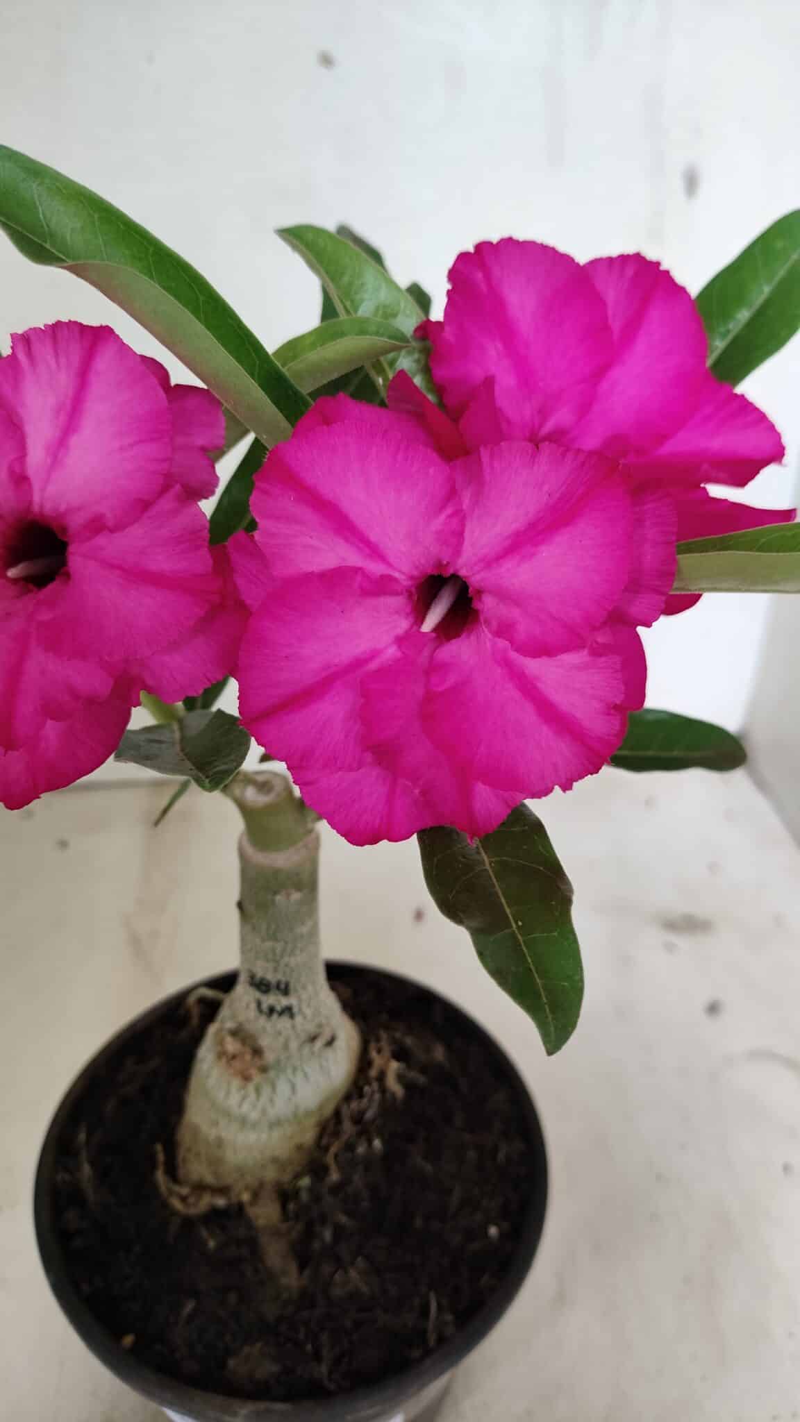 ENXERTO 12401 (2) ENXERTO 12401 – 20cm (cor LM 384) - Imagem 1