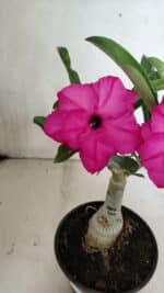 ENXERTO 12401 – 20cm (cor LM 384) - Imagem 7