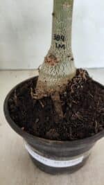 ENXERTO 12401 – 20cm (cor LM 384) - Imagem 6