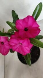 ENXERTO 12401 – 20cm (cor LM 384) - Imagem 3