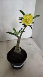 ENXERTO 12402 – 20cm (cor LM 315)