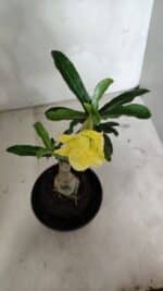 ENXERTO 12402 – 20cm (cor LM 315) - Imagem 4