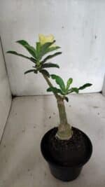 ENXERTO 12402 – 20cm (cor LM 315) - Imagem 5