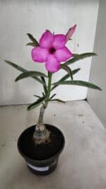 ENXERTO 12403 – 25cm (cor LM 512) - Imagem 2