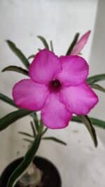 ENXERTO 12403 – 25cm (cor LM 512)