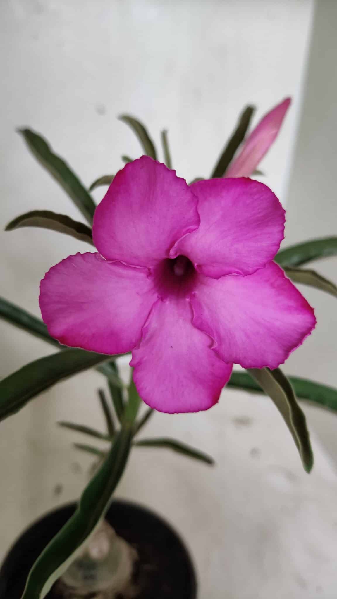 ENXERTO 12403 (2) ENXERTO 12403 – 25cm (cor LM 512) - Imagem 1