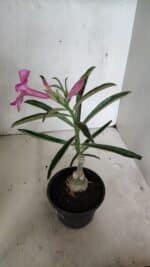 ENXERTO 12403 – 25cm (cor LM 512) - Imagem 6