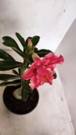 ENXERTO 12404 – 20cm (cor LM 402) - Imagem 4