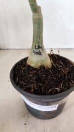 ENXERTO 12404 – 20cm (cor LM 402) - Imagem 6