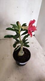 ENXERTO 12404 – 20cm (cor LM 402) - Imagem 5