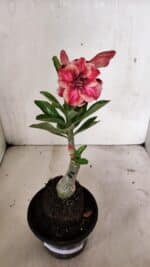 ENXERTO 12405 – 20cm (cor LM 491) - Imagem 2