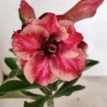 ENXERTO 12405 – 20cm (cor LM 491)