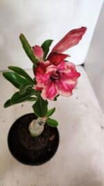 ENXERTO 12405 – 20cm (cor LM 491) - Imagem 4