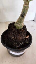 ENXERTO 12405 – 20cm (cor LM 491) - Imagem 9