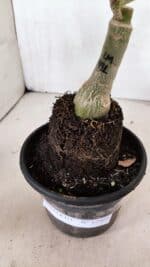 ENXERTO 12405 – 20cm (cor LM 491) - Imagem 8