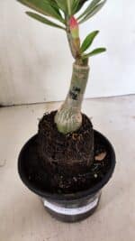 ENXERTO 12405 – 20cm (cor LM 491) - Imagem 7