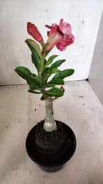 ENXERTO 12405 – 20cm (cor LM 491) - Imagem 6