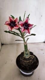 ENXERTO 12406 – 20cm (cor LM 424) - Imagem 2